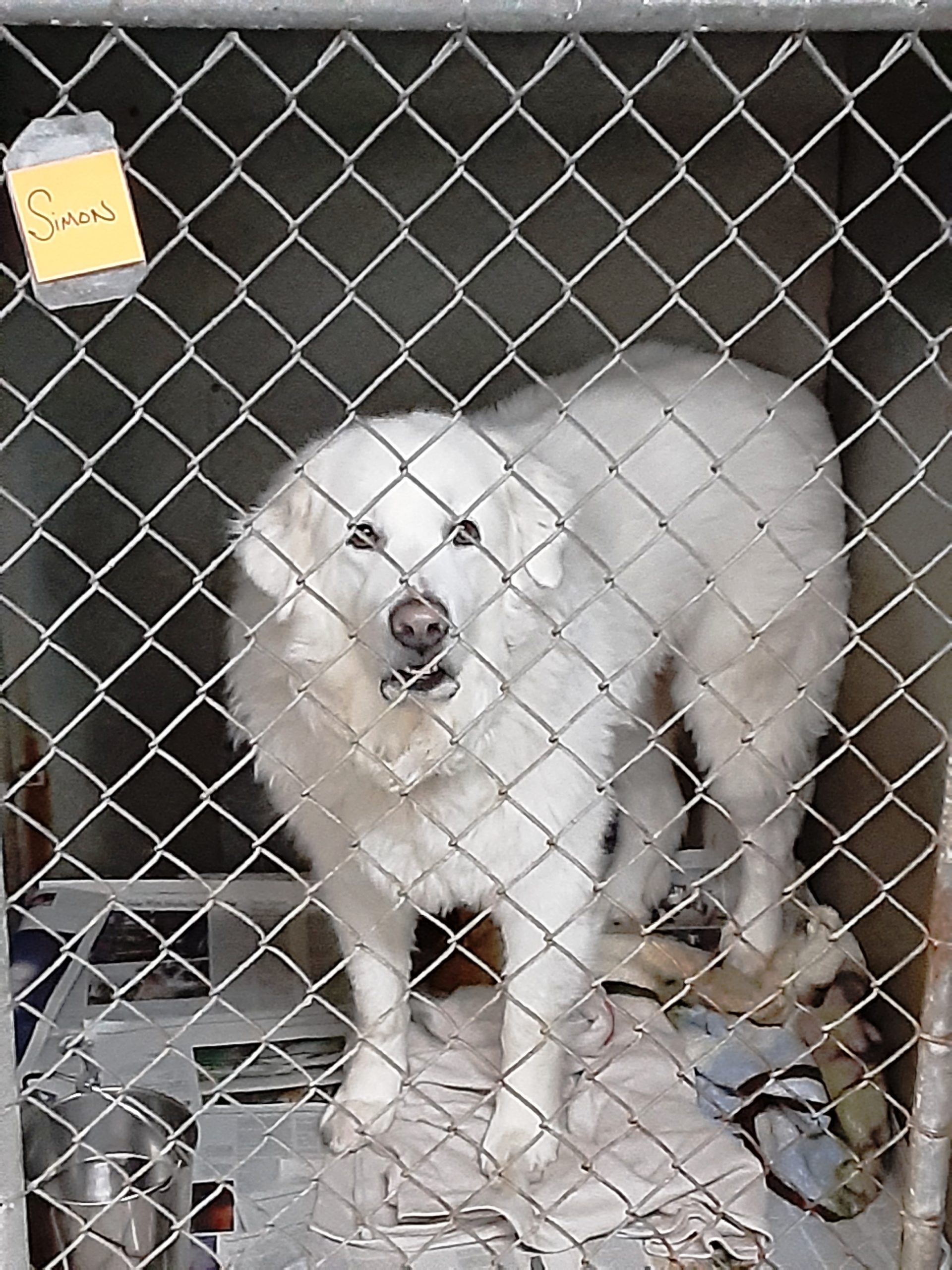 Boarding Mutt in Jeff