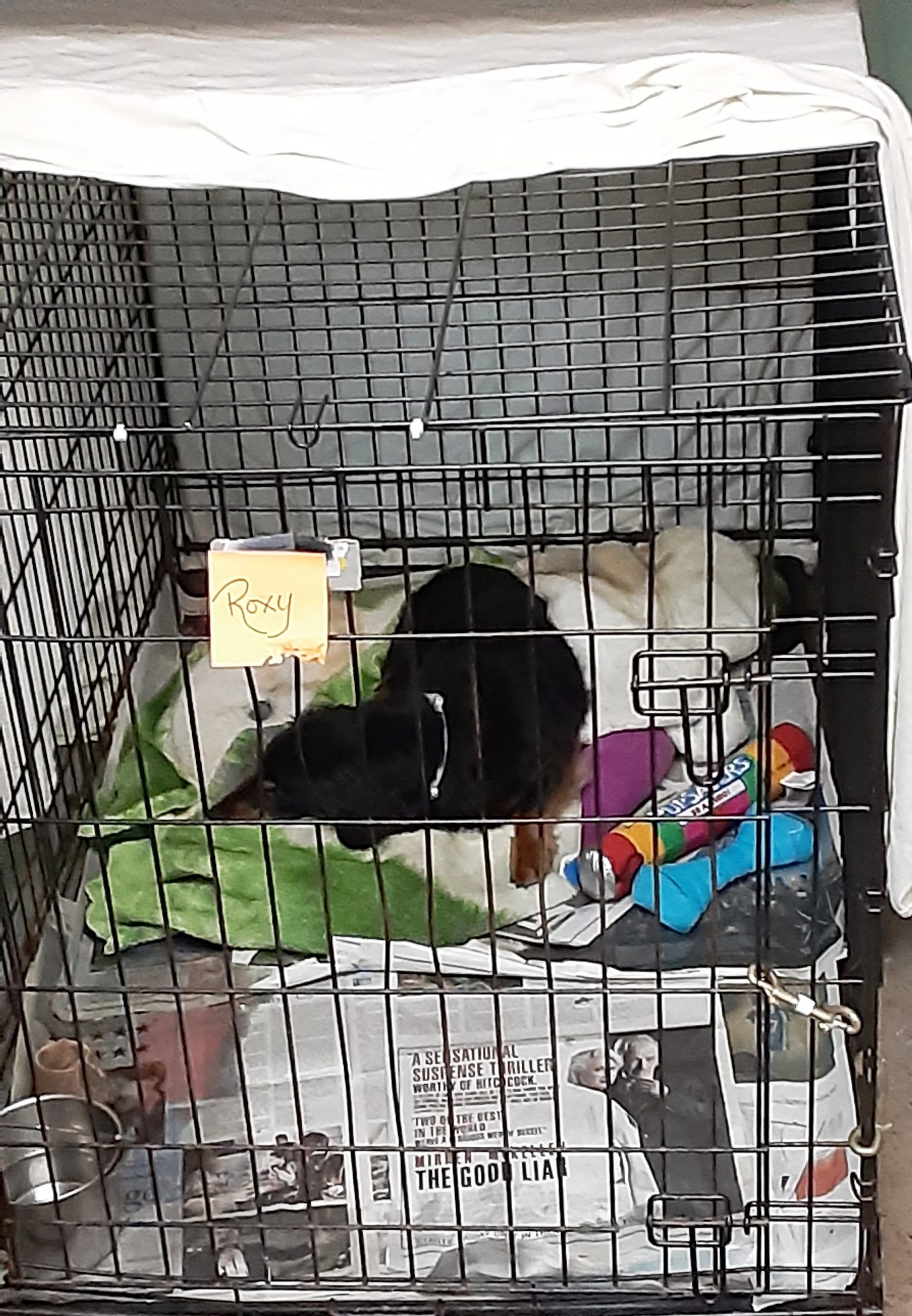 Boarding Mutt in Jeff