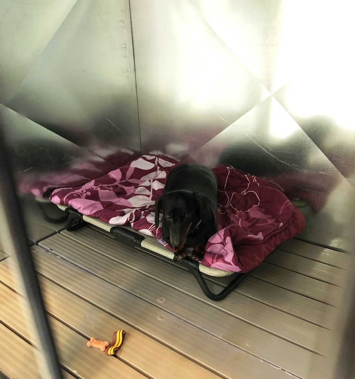 Boarding Mutt in Jeff