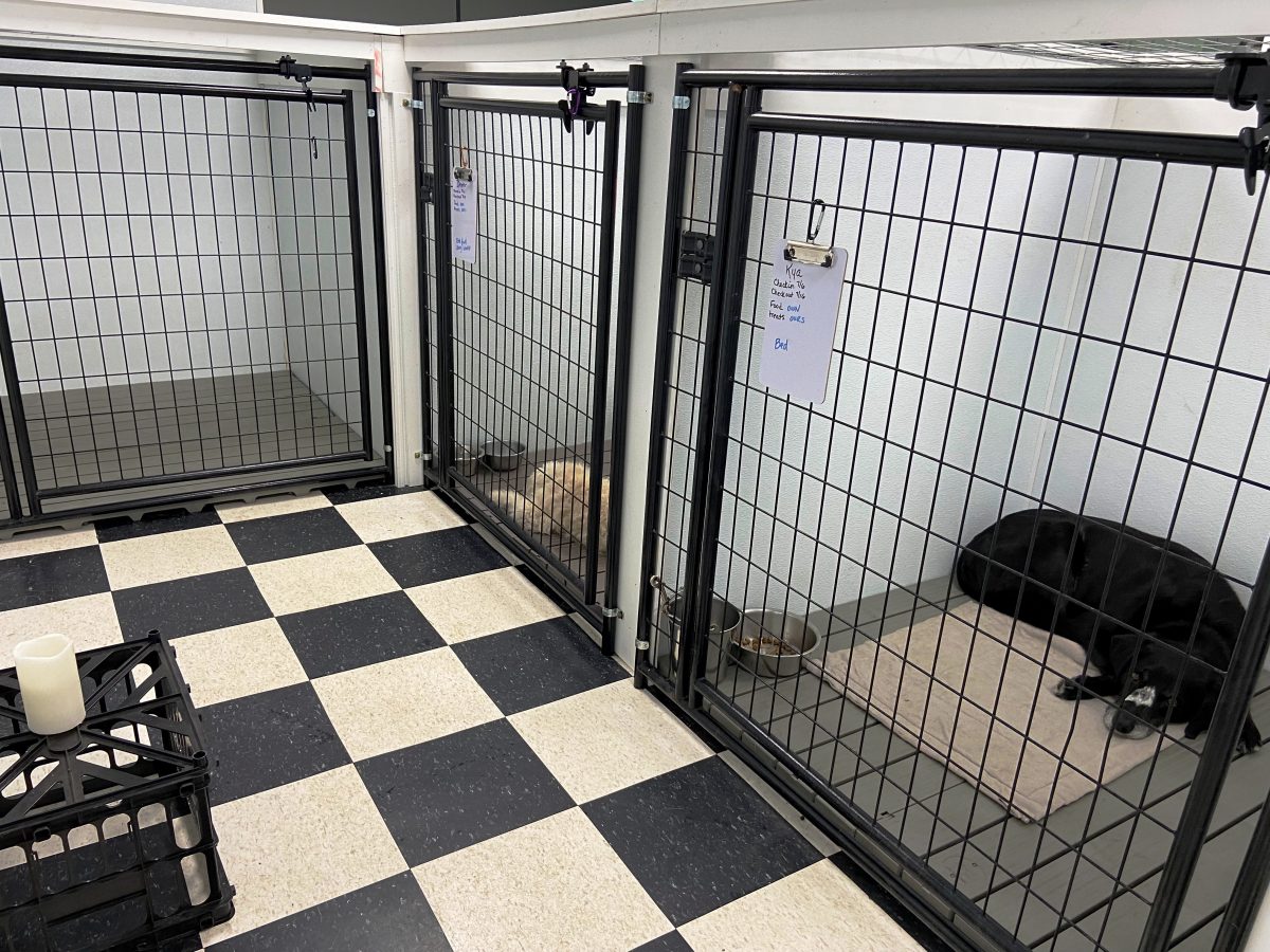 Boarding Mutt in Jeff